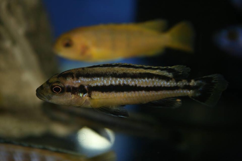 Melanochromis chipokae 'Chidunga Rocks'
